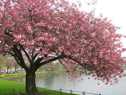 cherry blossom tree pic